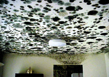 mold on a ceiling